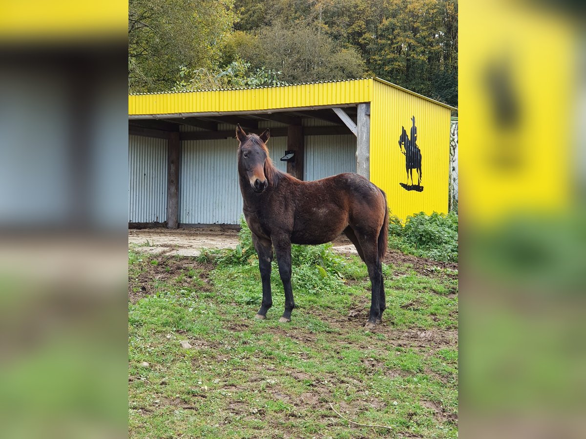 American Indian Horse Mix Giumenta 1 Anno 150 cm Baio nero in Ötzingen