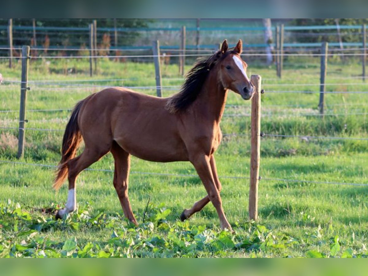 American Indian Horse Jument 1 Année 150 cm Alezan brûlé in Hellenthal