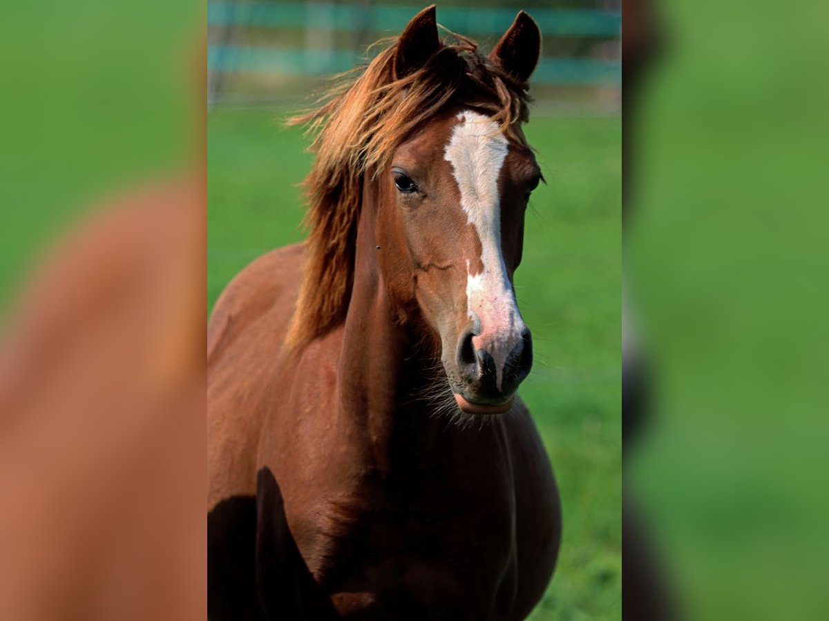 American Indian Horse Jument 2 Ans 150 cm Alezan brûlé in Hellenthal