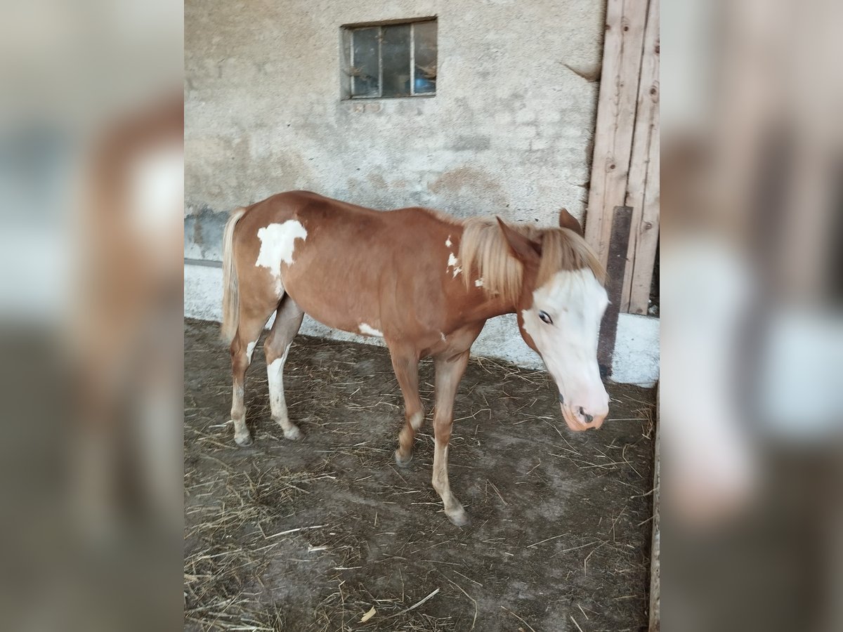 American Indian Horse Croisé Jument 2 Ans Pinto in Ampflwang