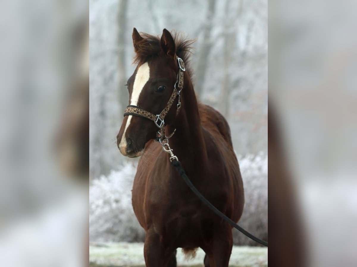 American Indian Horse Mare 1 year 14,2 hh Chestnut in Hellenthal