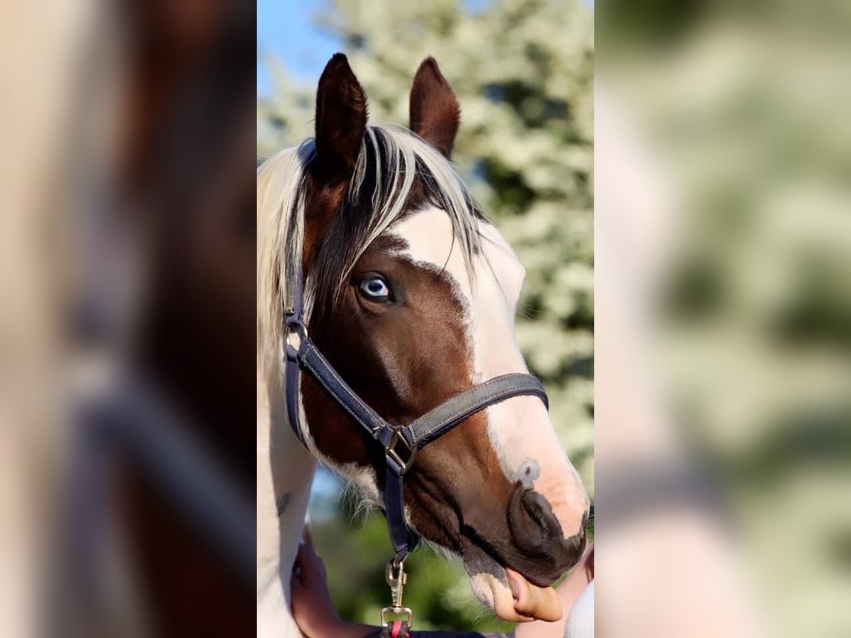 American Indian Horse Mare 7 years 15,2 hh Tovero-all-colors in Prüm