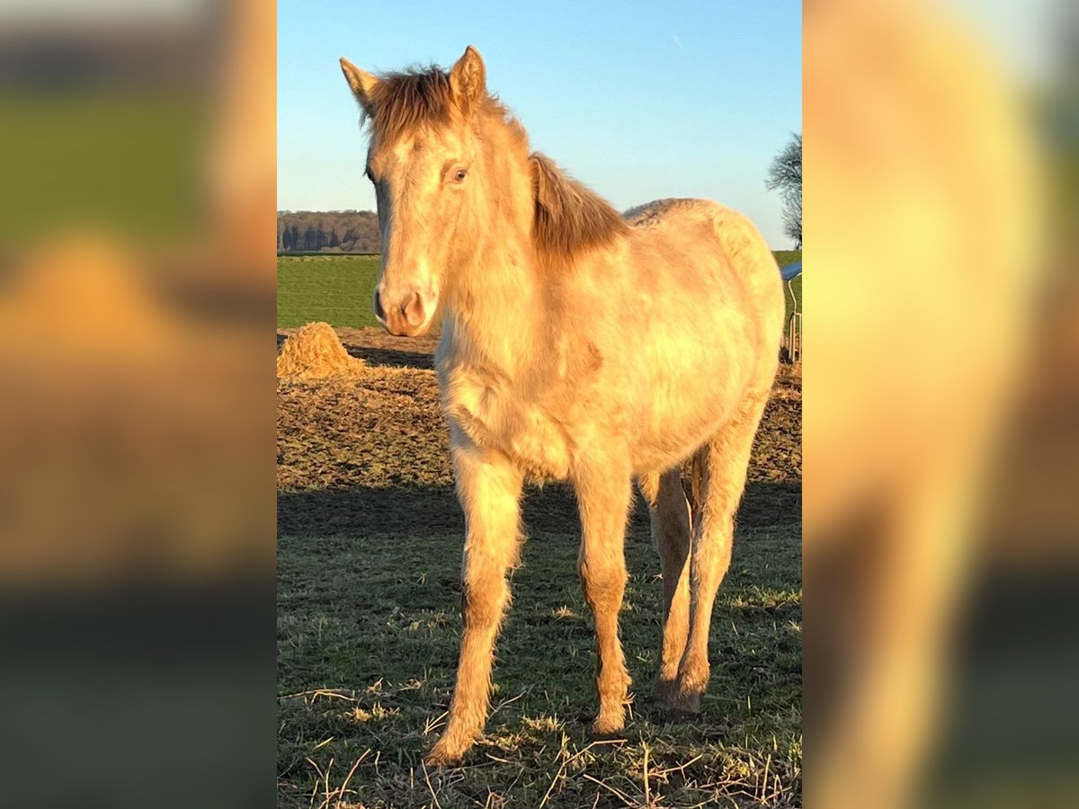 American Indian Horse Merrie 1 Jaar 150 cm Champagne in Oberbachheim