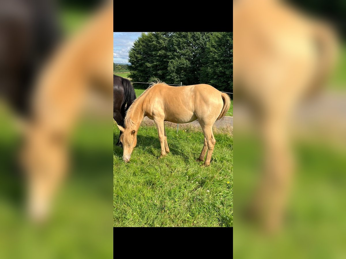 American Indian Horse Merrie 2 Jaar 150 cm Champagne in Oberbachheim