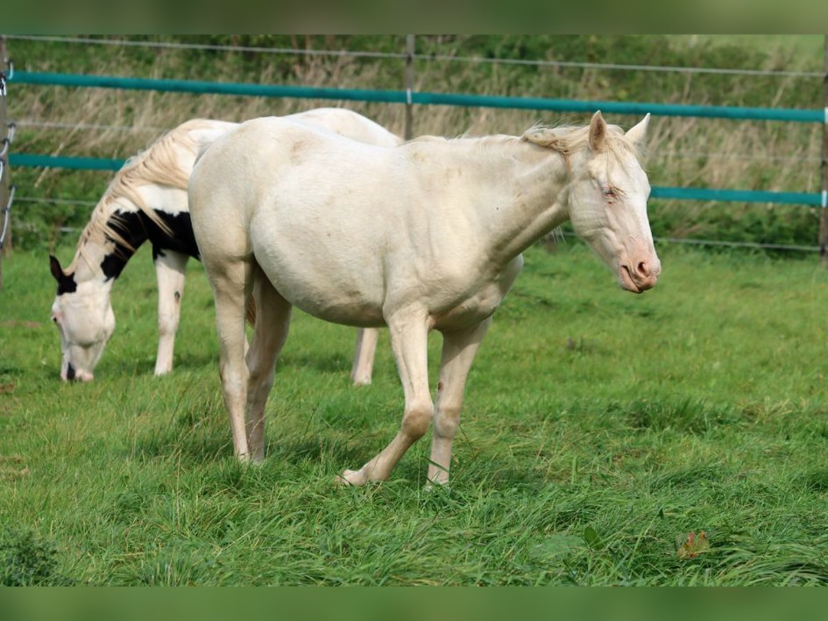 American Indian Horse Merrie 2 Jaar 153 cm Perlino in Hellenthal