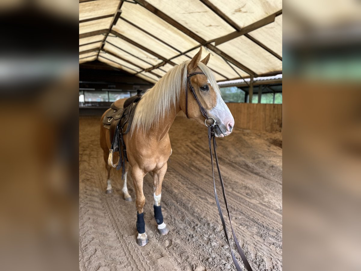 American Indian Horse Merrie 3 Jaar Palomino in Enspel