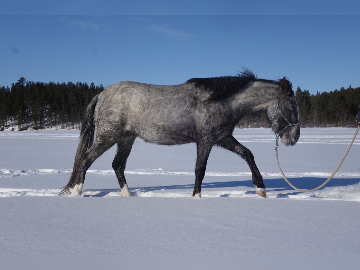 American Indian Horse Merrie 3 Jaar Schimmel in Inari