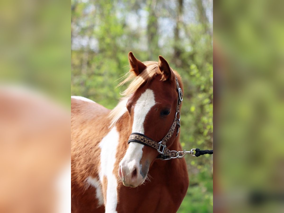 American Indian Horse Stallion 1 year 14,2 hh Tobiano-all-colors in Hellenthal