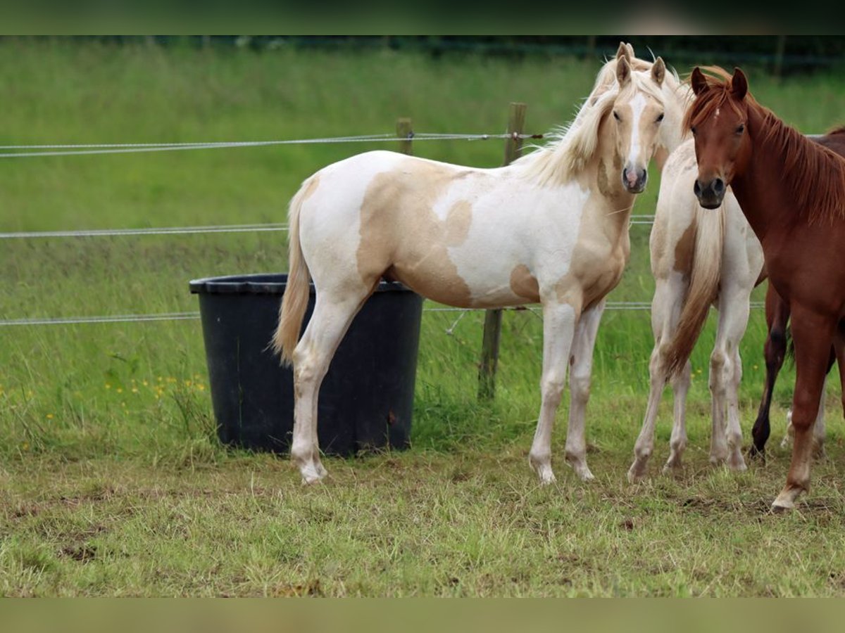 American Indian Horse Stallion 1 year 15,1 hh Palomino in Hellenthal