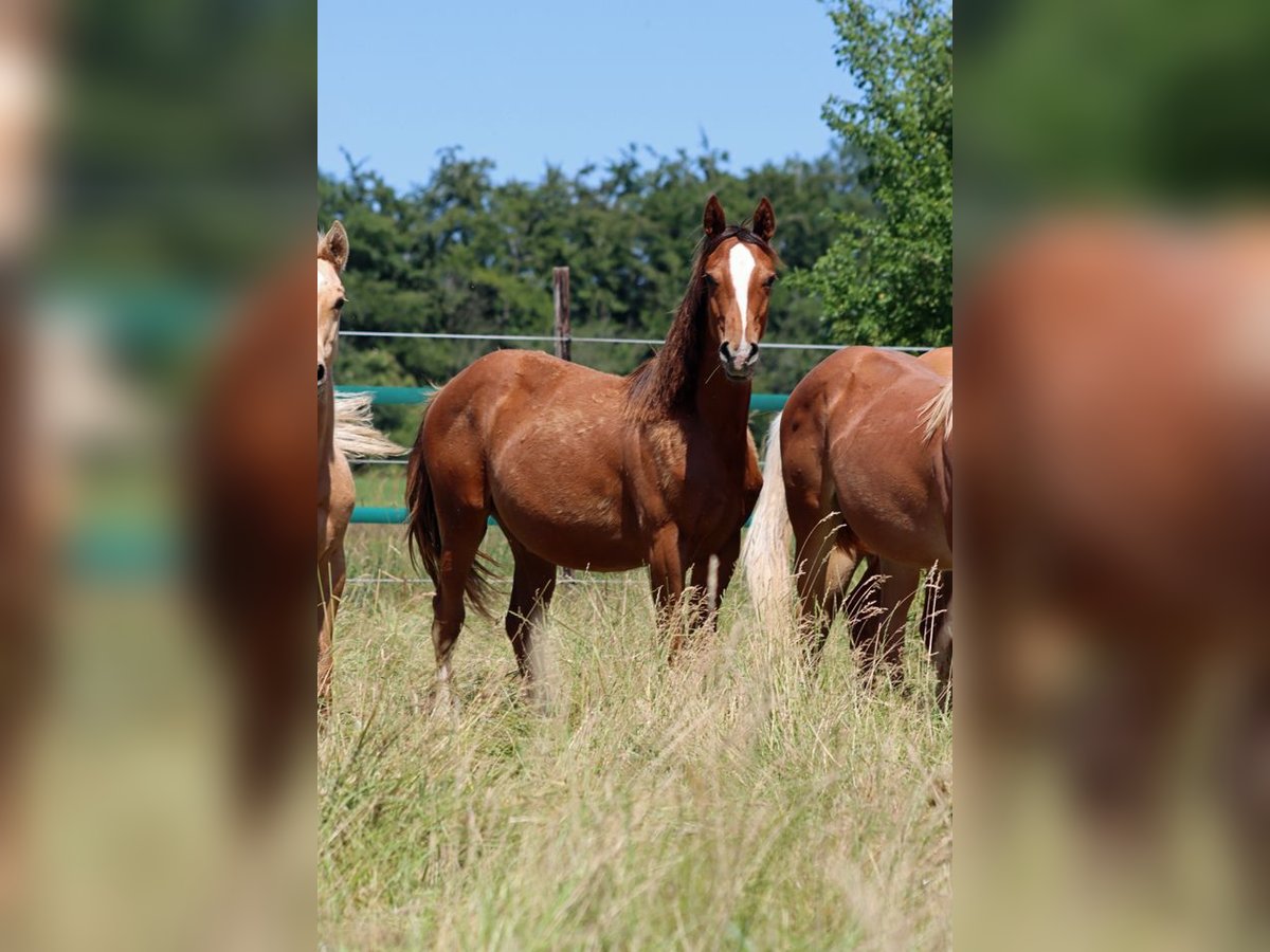 American Indian Horse Stute 1 Jahr 150 cm Dunkelfuchs in Hellenthal