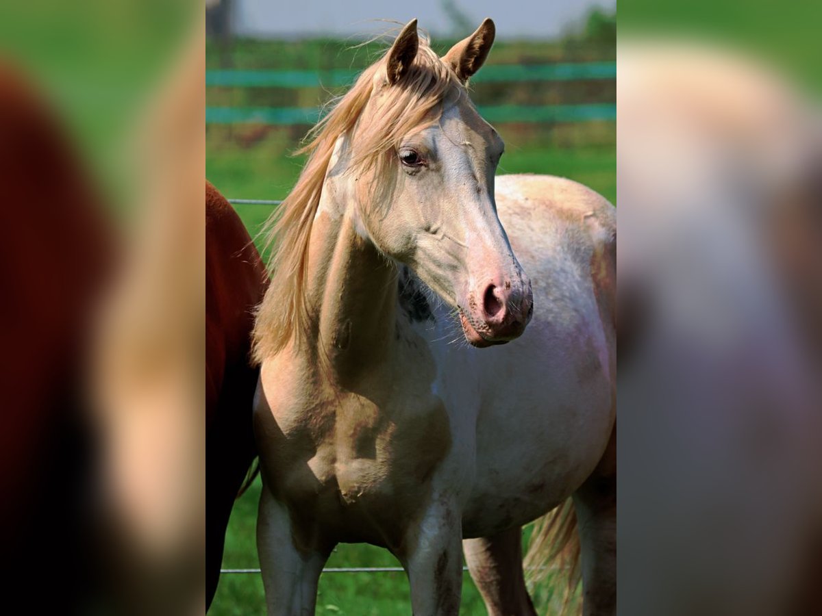 American Indian Horse Stute 1 Jahr 152 cm Champagne in Hellenthal