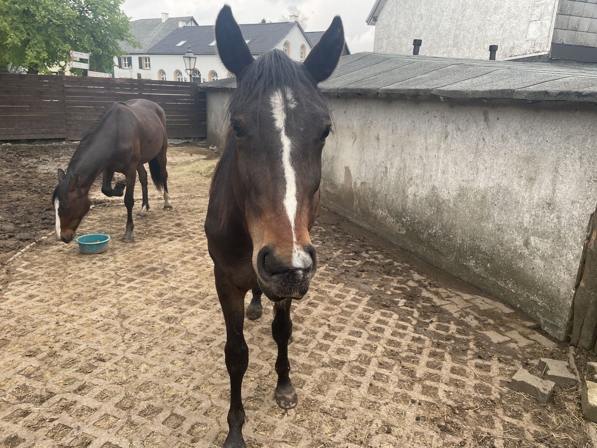 American Indian Horse Wallach 2 Jahre 158 cm Dunkelbrauner in Hellenthal