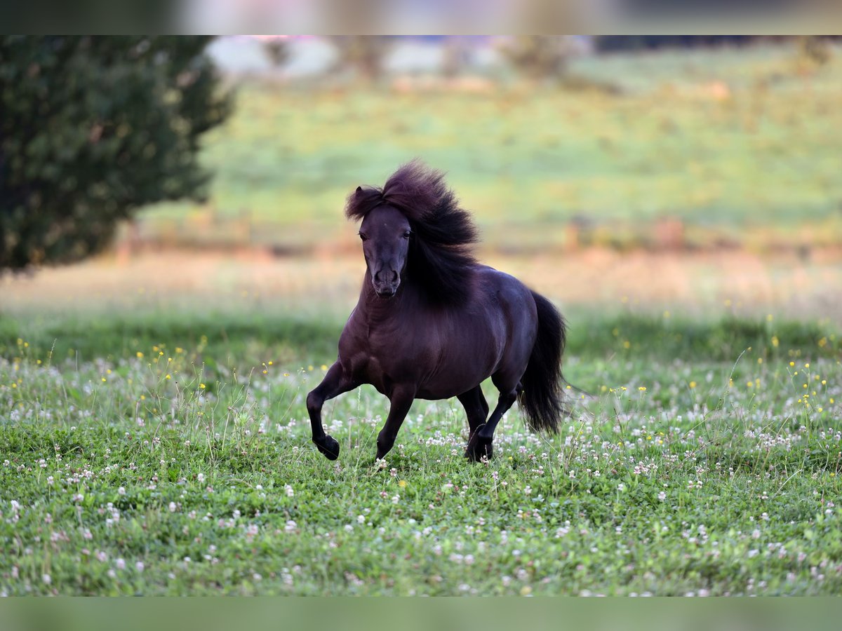 American Indian Horse Wallach 6 Jahre 82 cm Rappe in Feldkirchen-Westerham