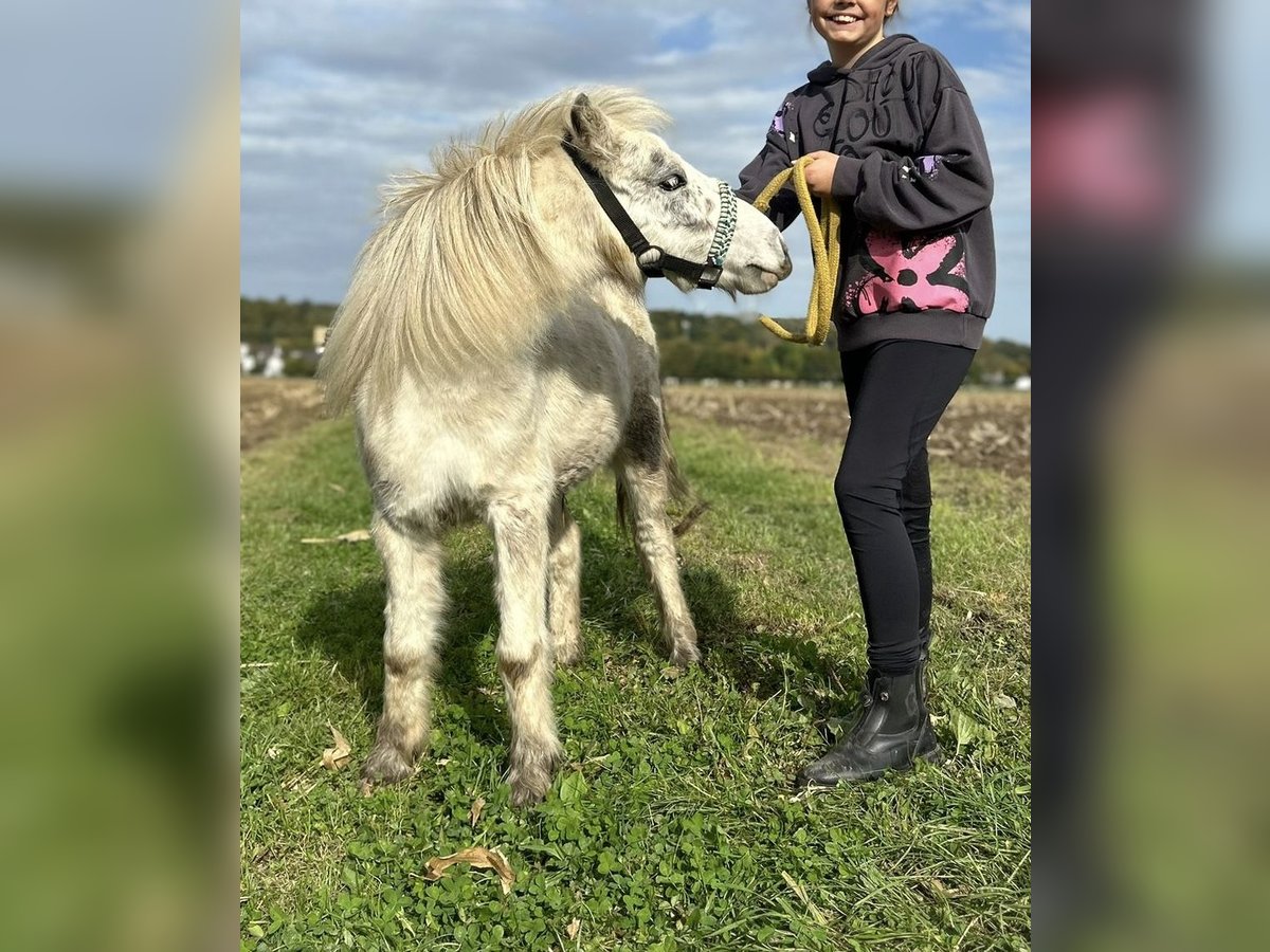 American Miniature Horse Gelding 6 years 9,2 hh Leopard-Piebald in Fr&#xF6;ndenberg