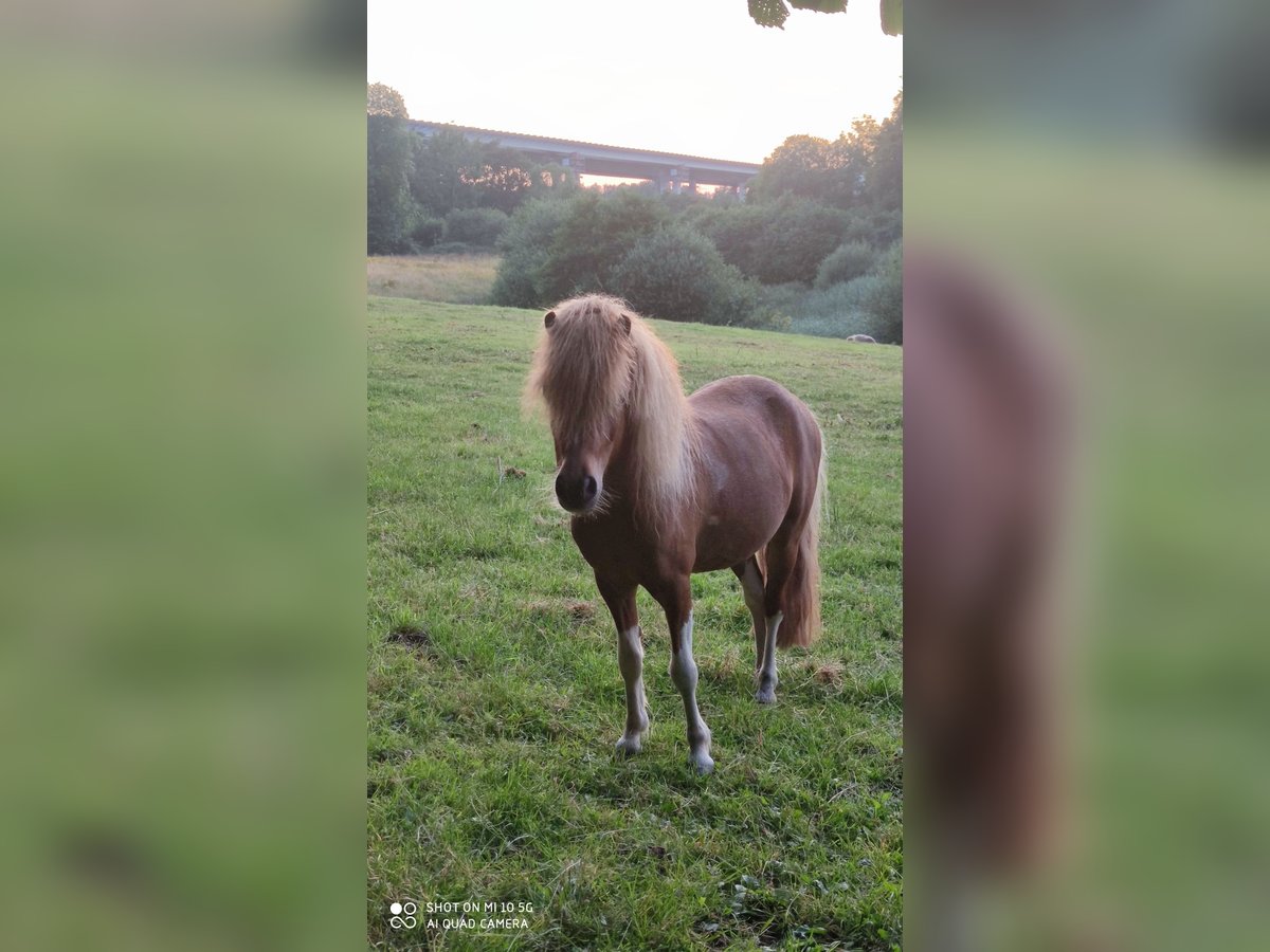 American Miniature Horse Gelding 7 years 9,1 hh in Borgstedt