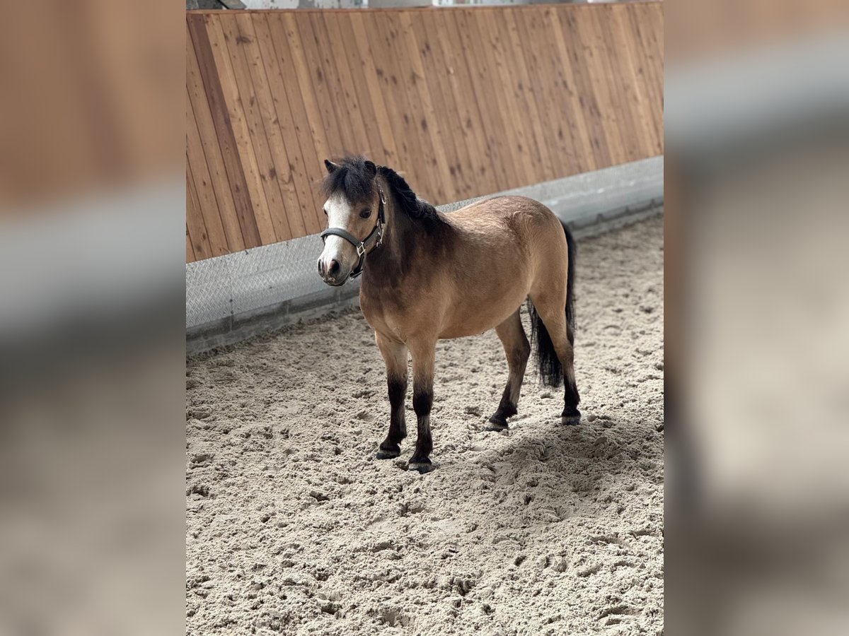 American Miniature Horse Gelding 8 years 9,1 hh Dun in Delitzsch
