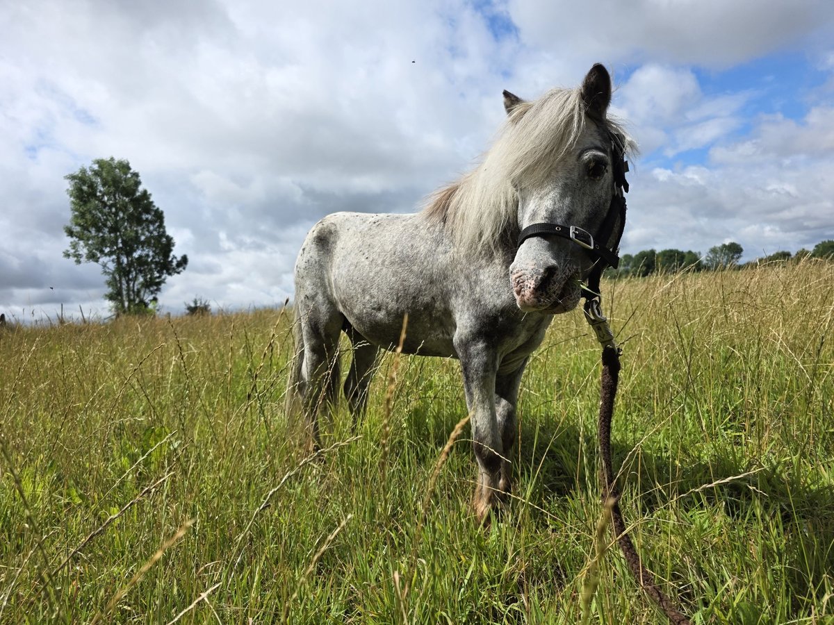 American Miniature Horse Hengst 16 Jahre 95 cm Tigerschecke in Lincent