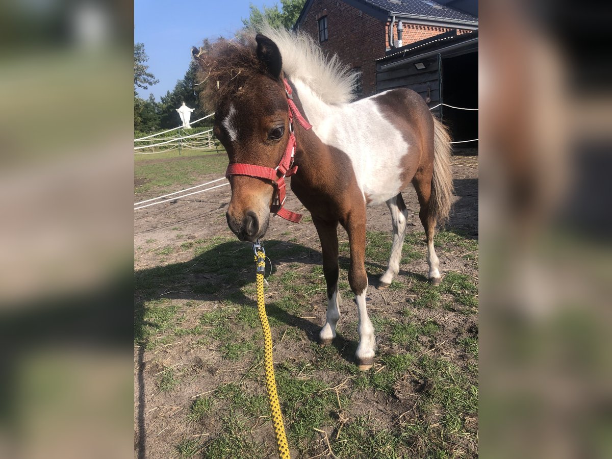 American Miniature Horse Hengst 1 Jahr 60 cm Schecke in Lommel