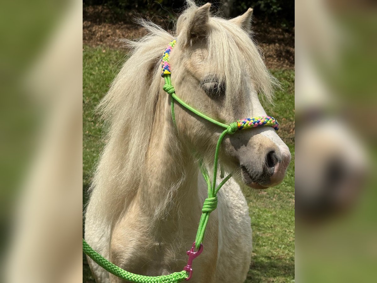 American Miniature Horse Hengst 1 Jahr 70 cm Tobiano-alle-Farben in Herwijnen