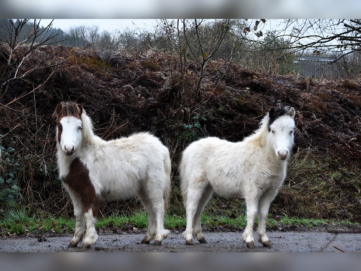 American Miniature Horse Hengst 1 Jahr 80 cm Overo-alle-Farben in Dochamps