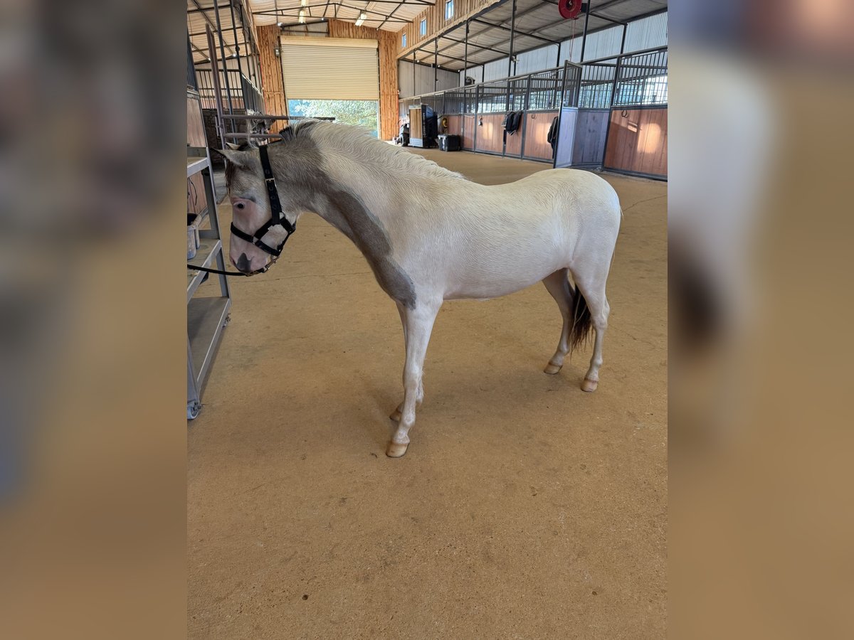 American Miniature Horse Hengst 1 Jahr 81 cm in Tyler