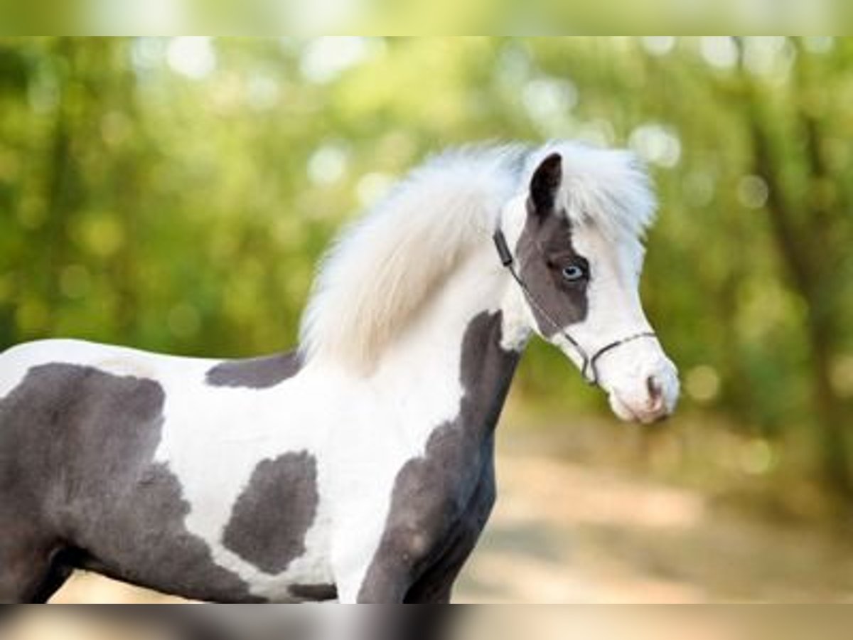 American Miniature Horse Hengst 1 Jahr 86 cm Overo-alle-Farben in Bocholt