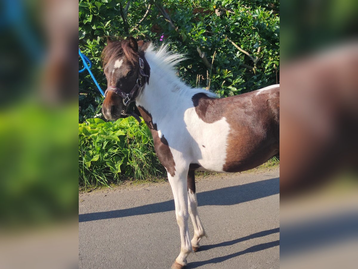 American Miniature Horse Hengst 1 Jahr 87 cm Schecke in Selm