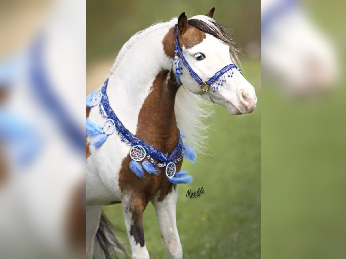 American Miniature Horse Hengst 20 Jahre 85 cm Schecke in Selm