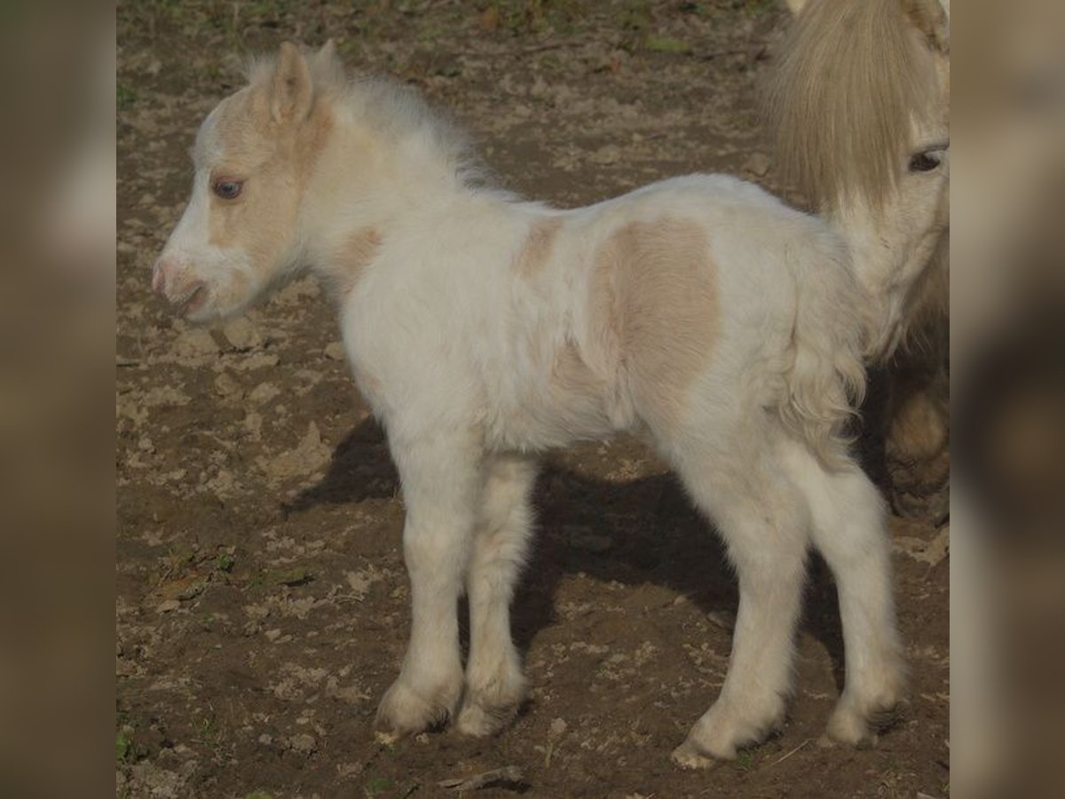 American Miniature Horse Hengst 21 Jahre Palomino in Berd&#39;huis