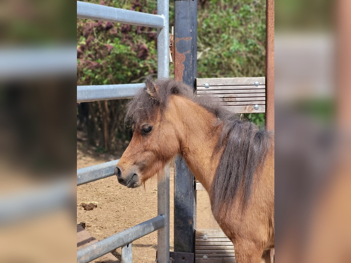 American Miniature Horse Hengst 2 Jahre Brauner in Lauschied