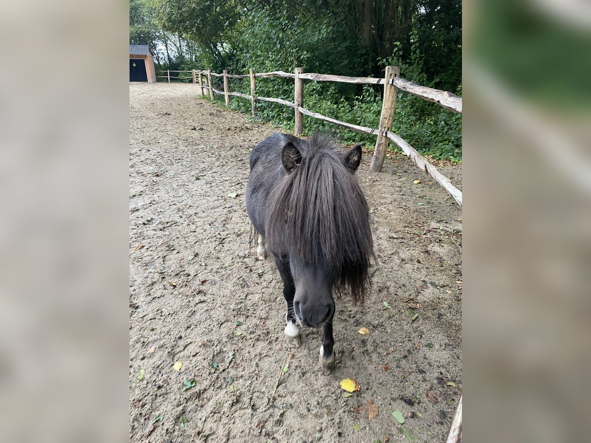 American Miniature Horse Hengst 3 Jahre 84 cm Rappe in Noordwelle