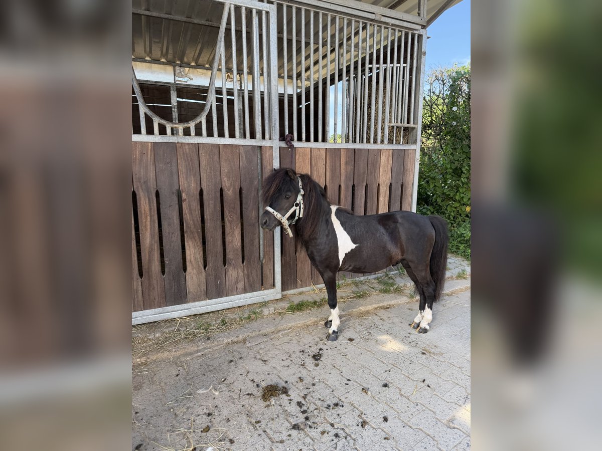 American Miniature Horse, Hengst in Nidderau