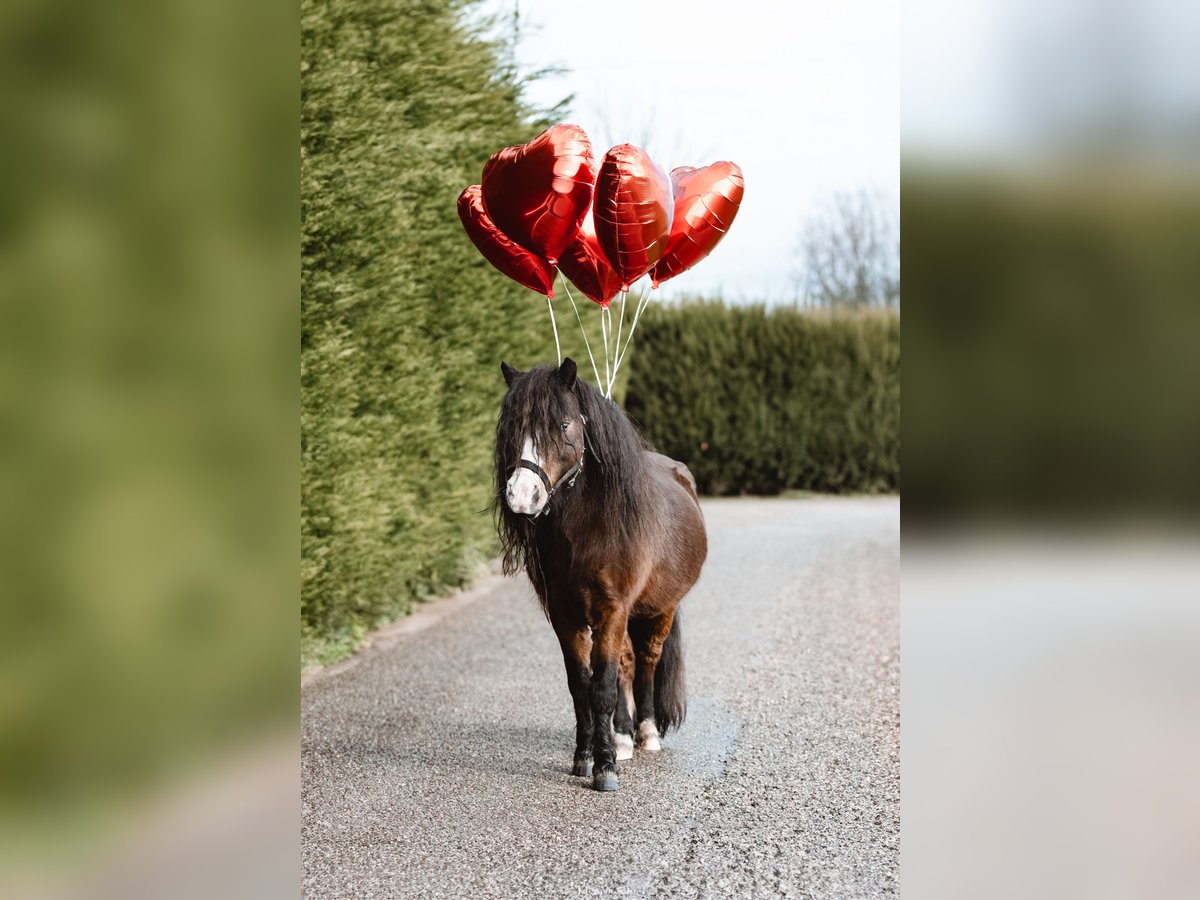 American Miniature Horse Hengst 8 Jahre 80 cm Brauner in Ornacieux