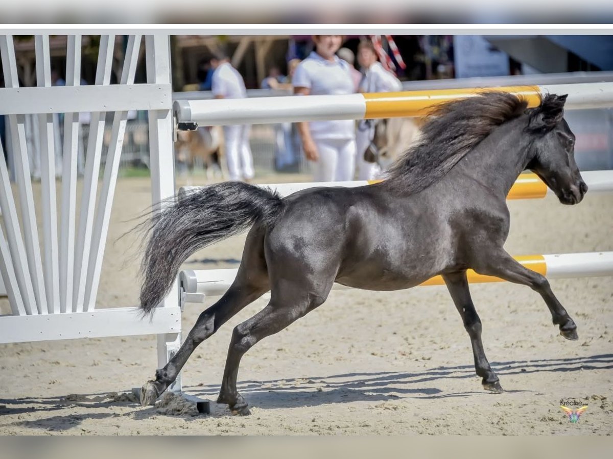 American Miniature Horse Hengst 8 Jahre 86 cm Rappe in Wagenfeld