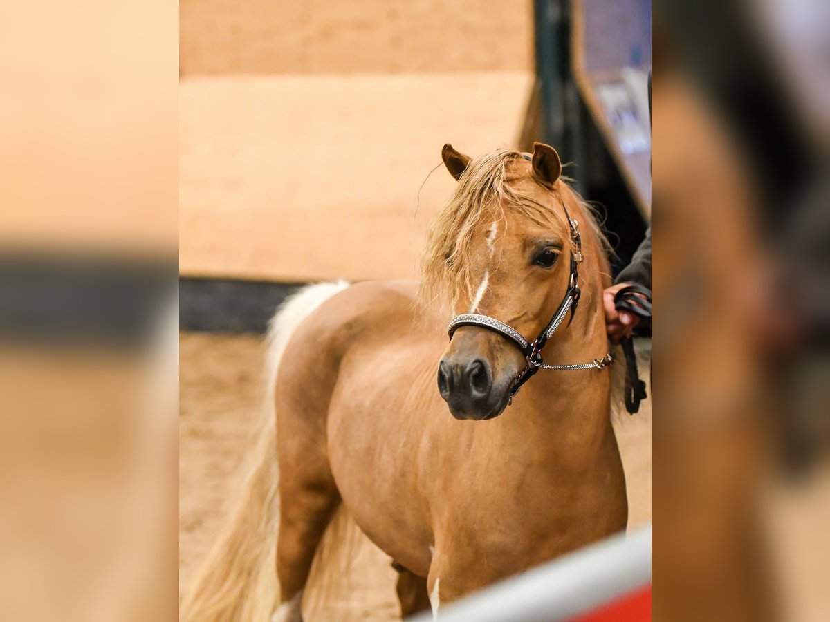 American Miniature Horse Hengst 8 Jahre 93 cm in Rader Insel