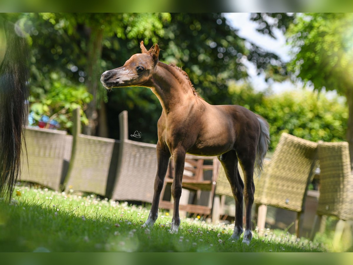 American Miniature Horse Hengst Fohlen (03/2024) 79 cm Rappe in Huldenberg