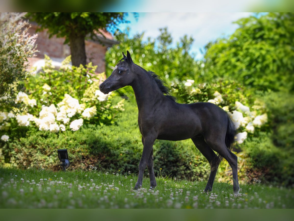 American Miniature Horse Hengst Fohlen (03/2024) 79 cm Rappe in Huldenberg