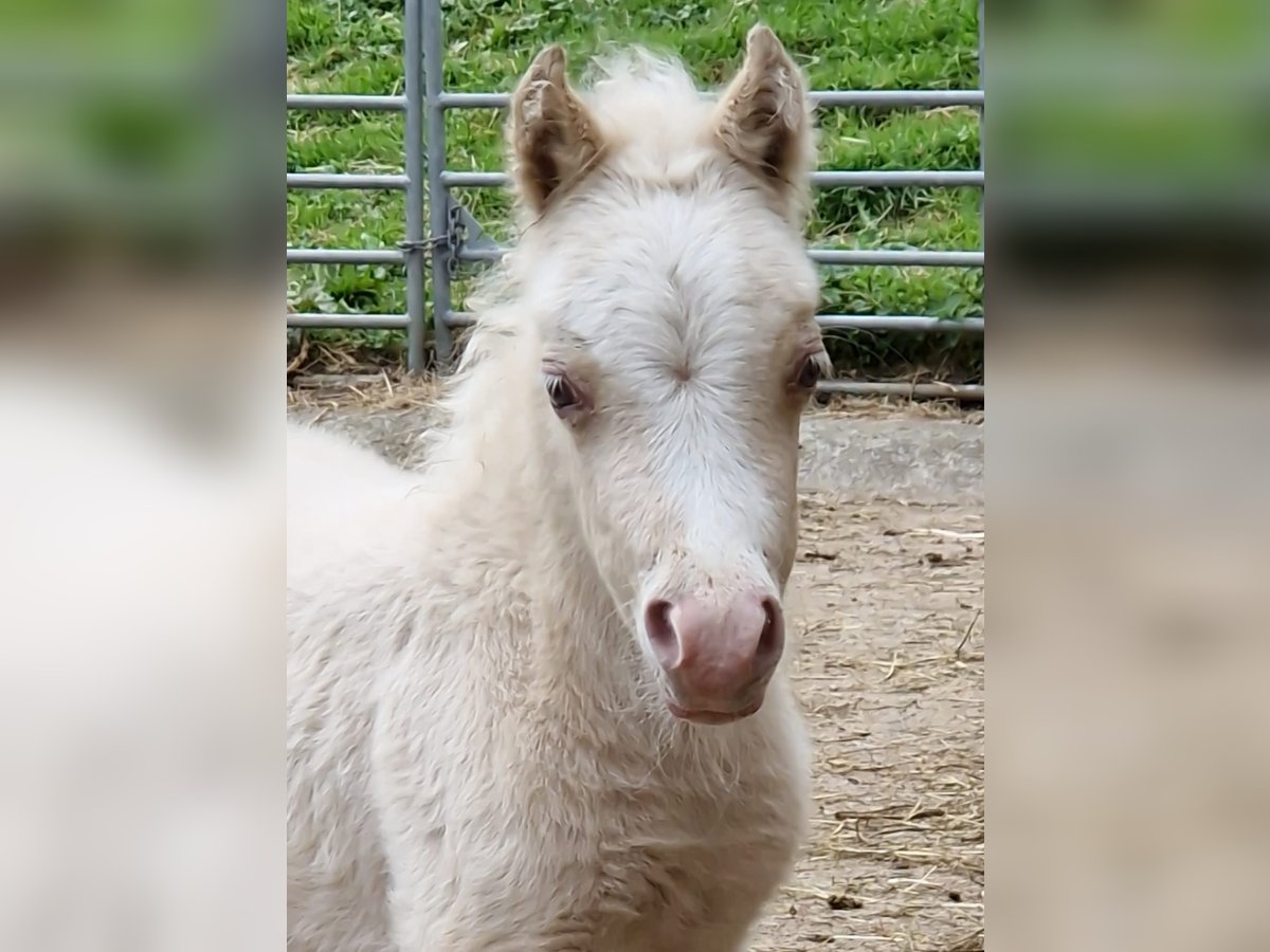 American Miniature Horse Hengst Fohlen (04/2025) 86 cm Cremello in Stein SG