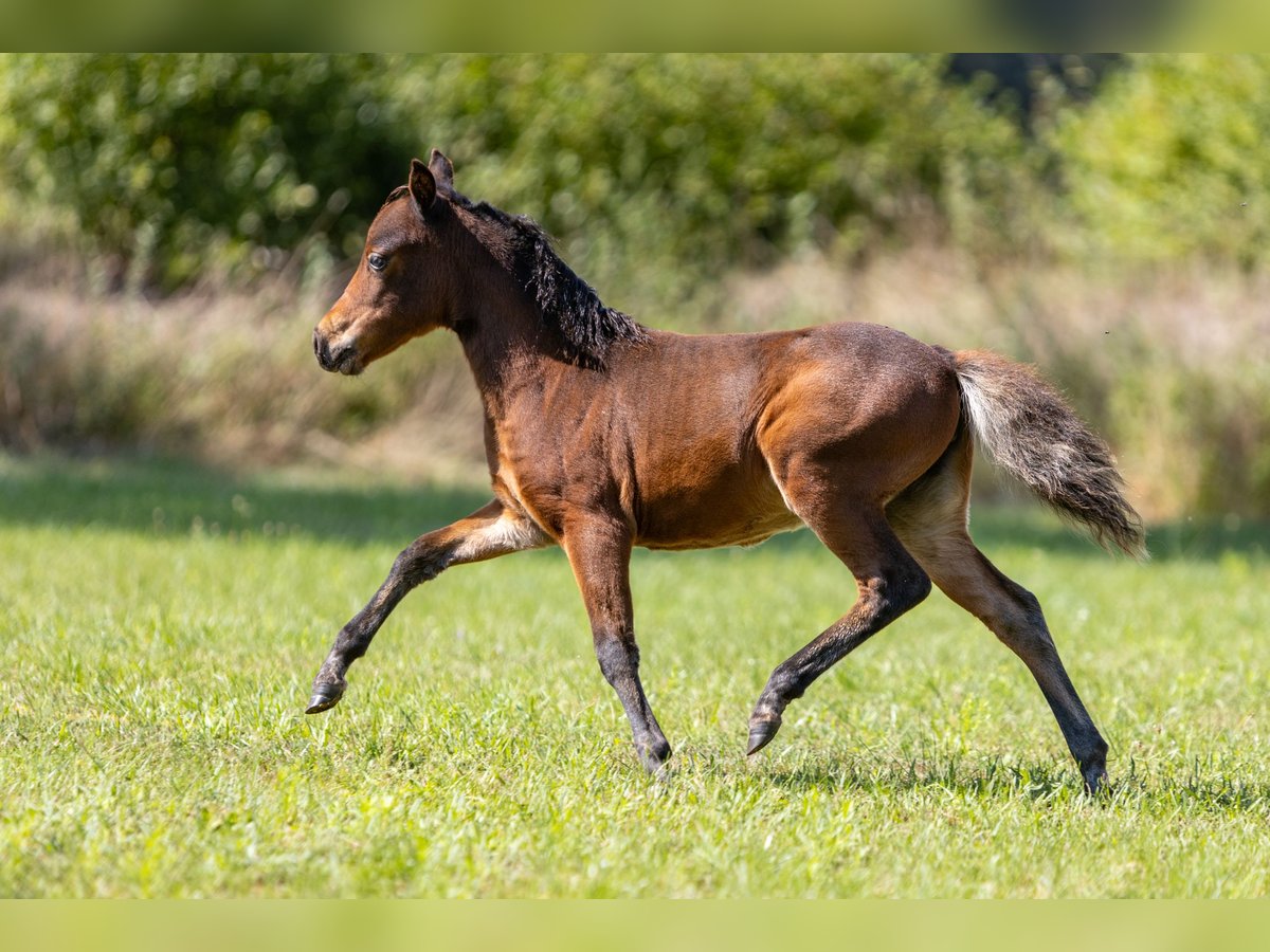 American Miniature Horse Hengst Fohlen (01/2024) Brauner in Sieversdorf-HohenofenDreetz