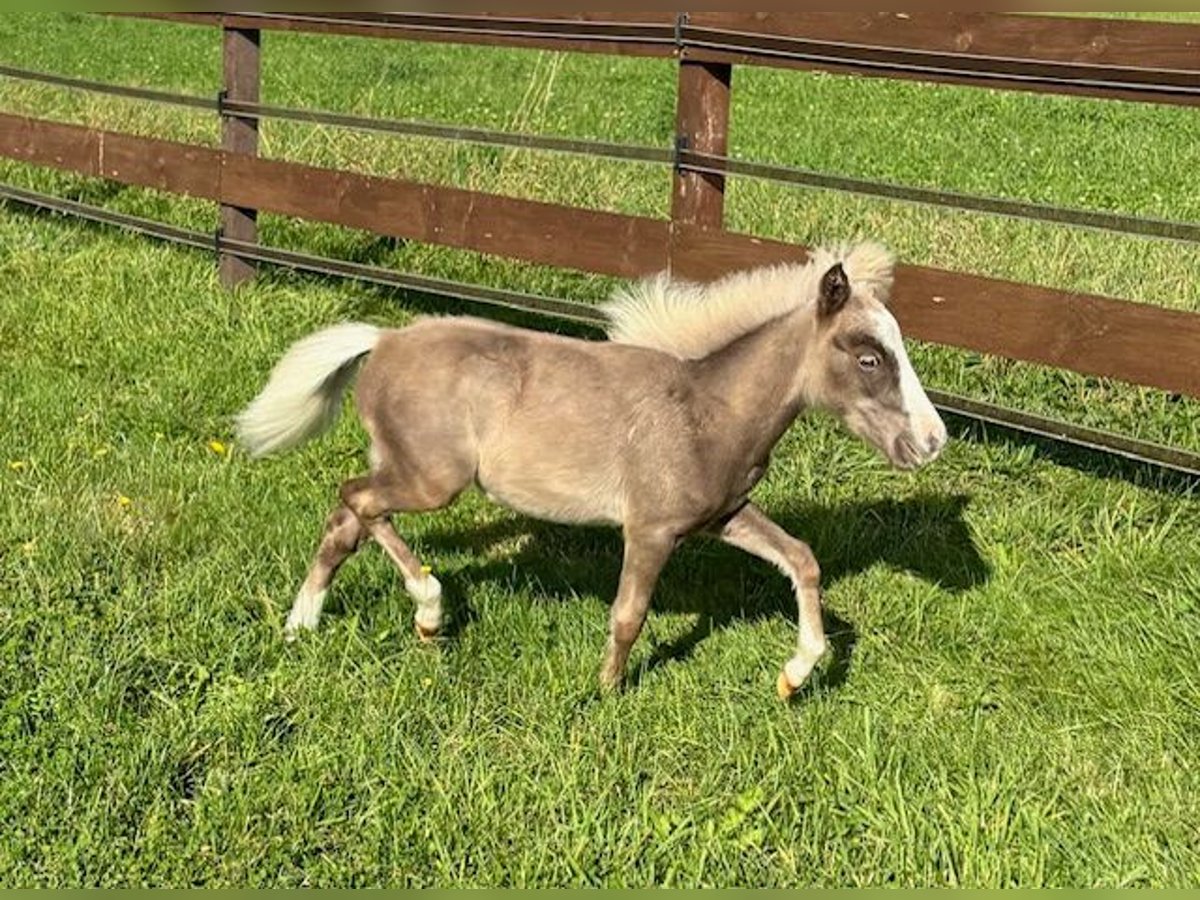 American Miniature Horse Hengst Fohlen (04/2024) Dunkelfuchs in Leinburg