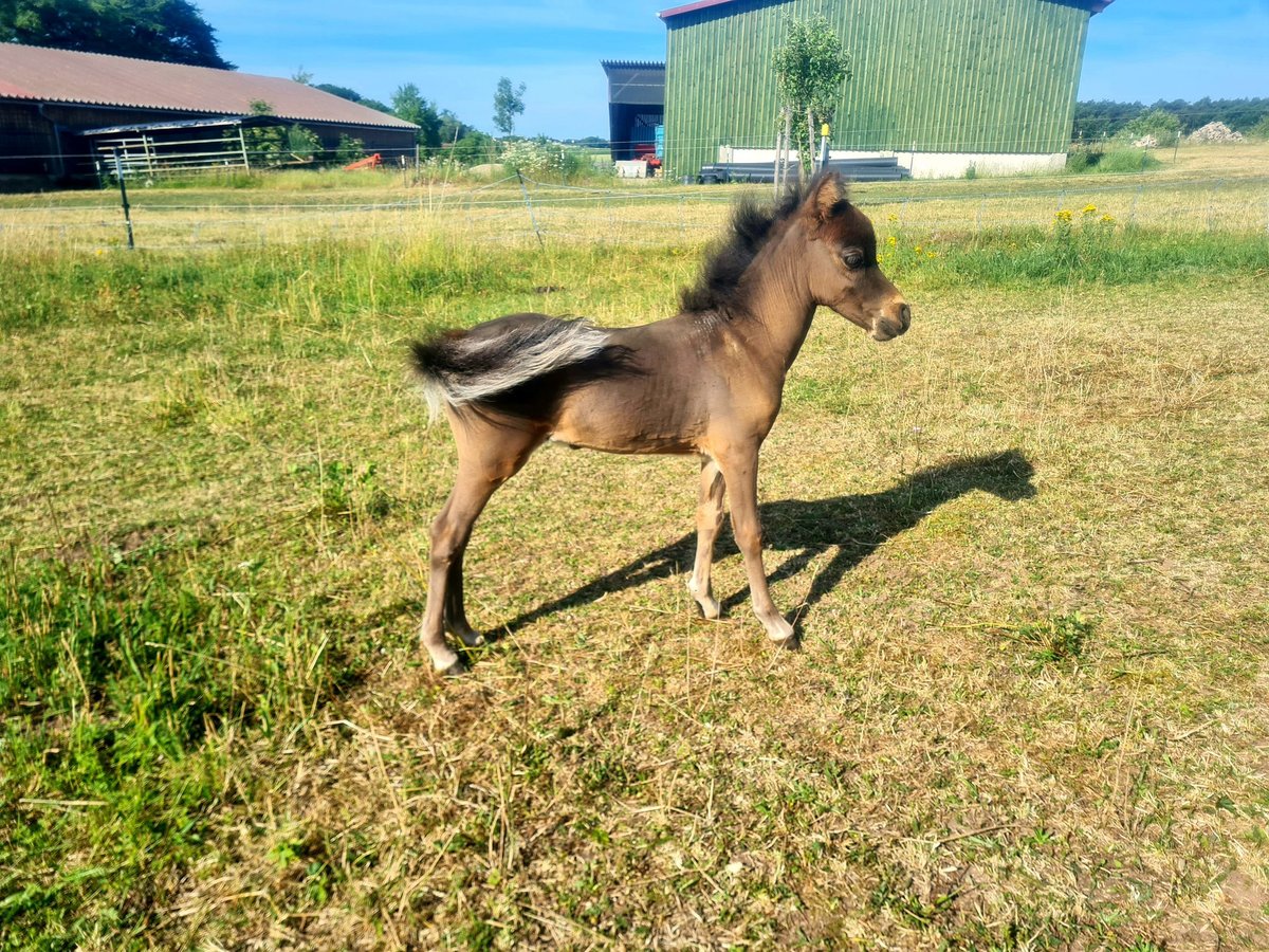American Miniature Horse Hengst  in Markt Erlbach