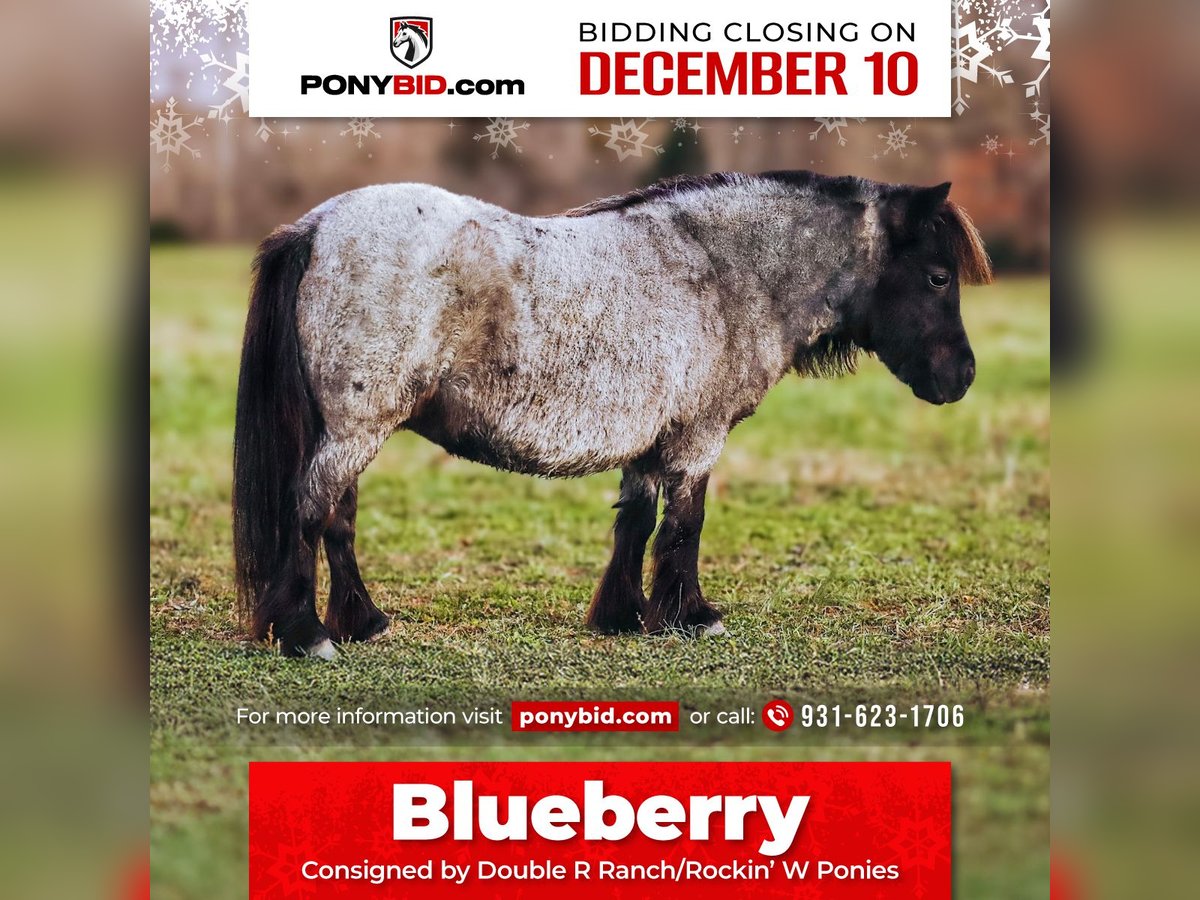 American Miniature Horse Mare 12 years 7,1 hh Roan-Blue in Lyles