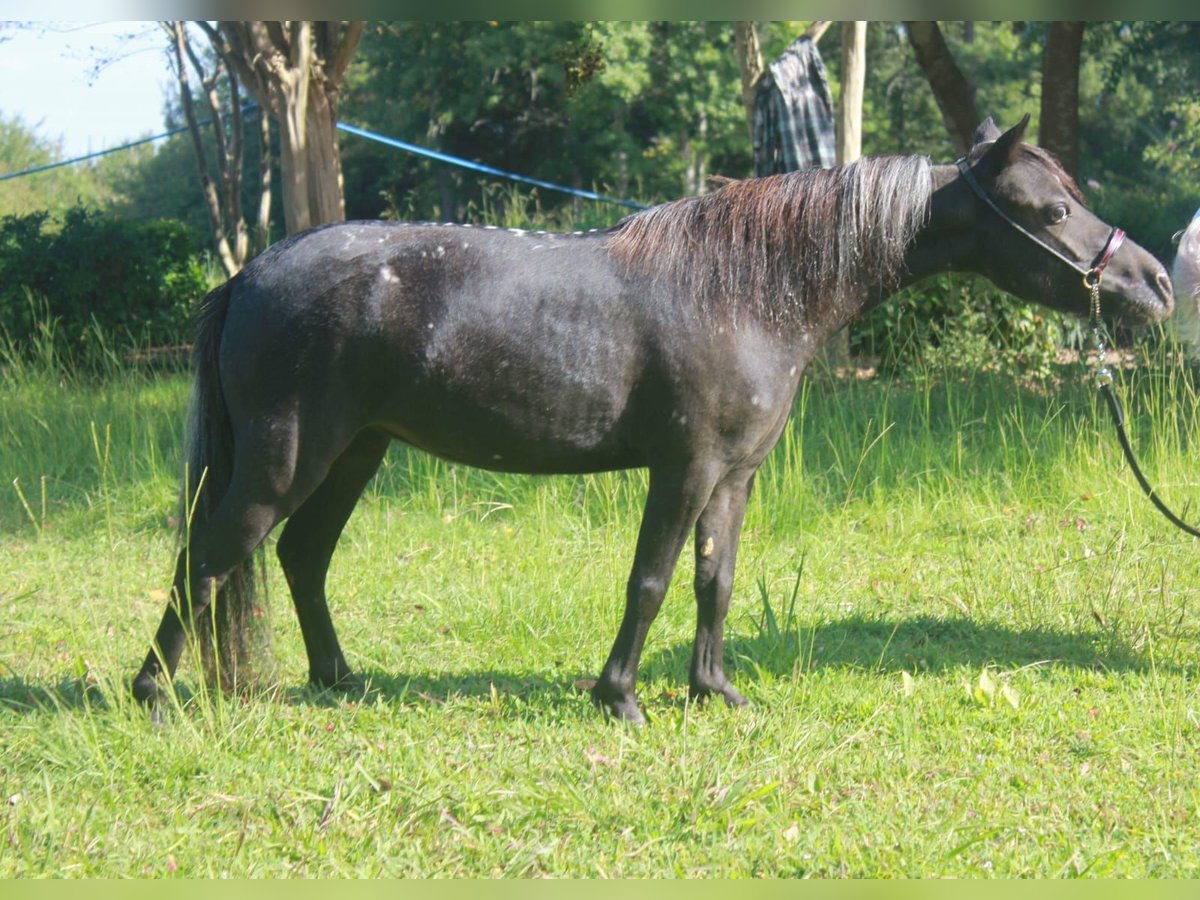 American Miniature Horse Mare 12 years 8,1 hh Leopard-Piebald in Tainach