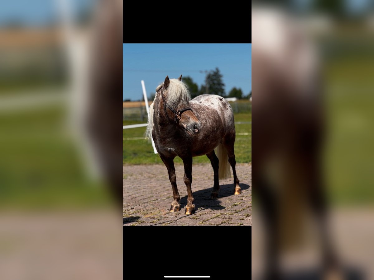American Miniature Horse Mare 14 years 8,2 hh Leopard-Piebald in Michelau in Oberfranken