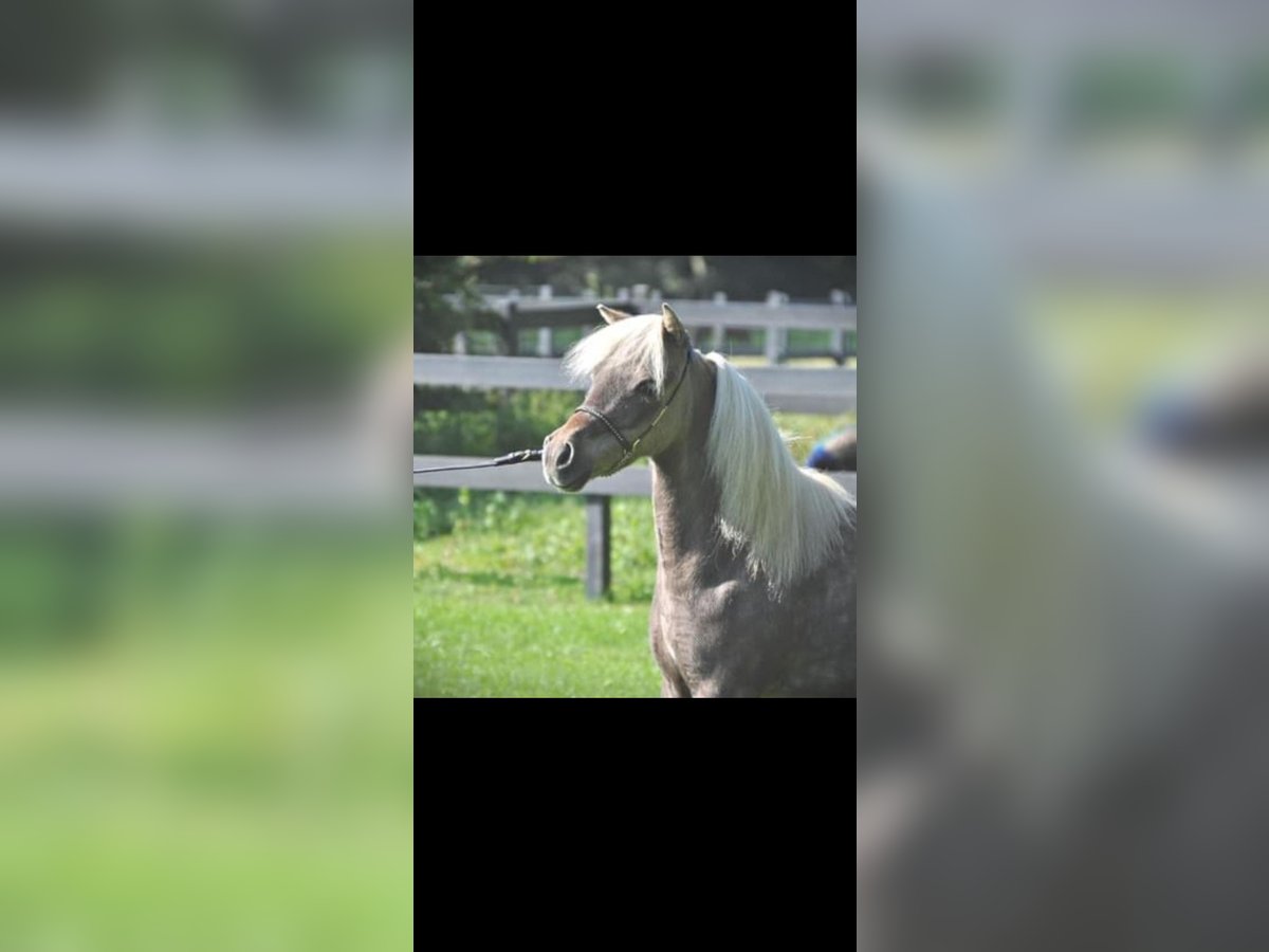 American Miniature Horse Mare 18 years 8,2 hh Gray in Brilon