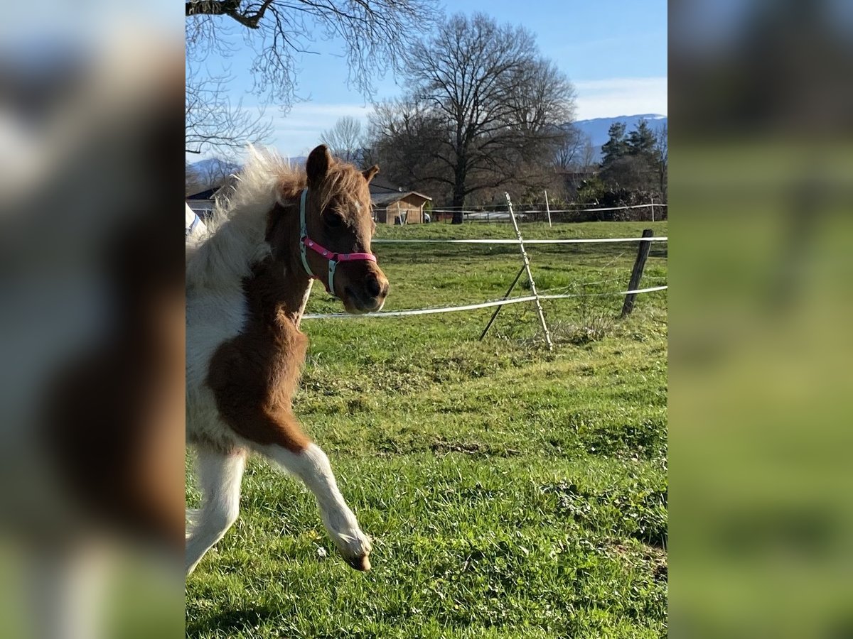 American Miniature Horse Mare 1 year Overo-all-colors in PONLAT-TAILLEBOURG