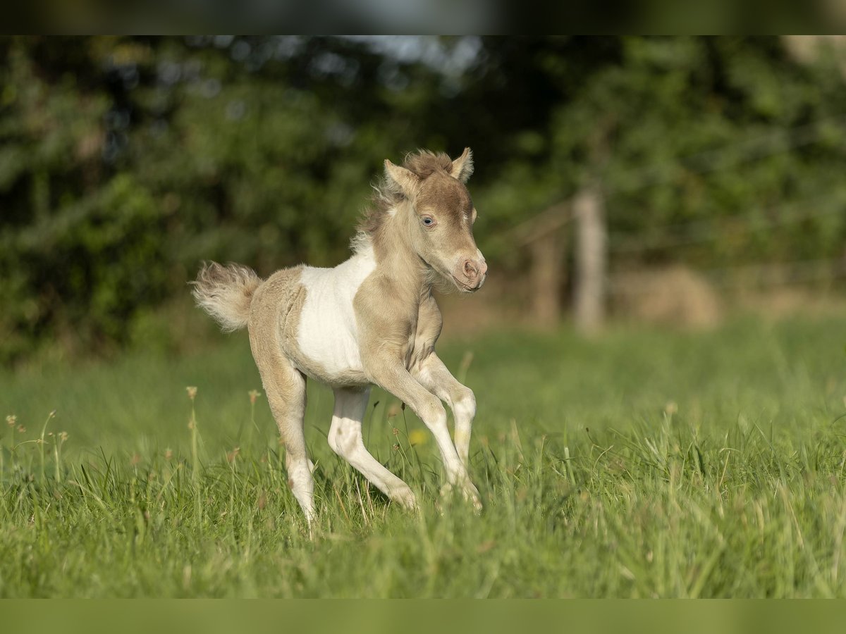 American Miniature Horse Mare 2 years 7,2 hh Champagne in Loye sur Arnon