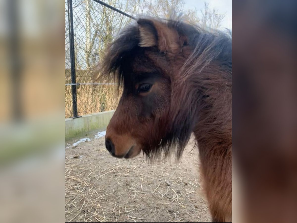 American Miniature Horse Mare 4 years Brown in Veurne