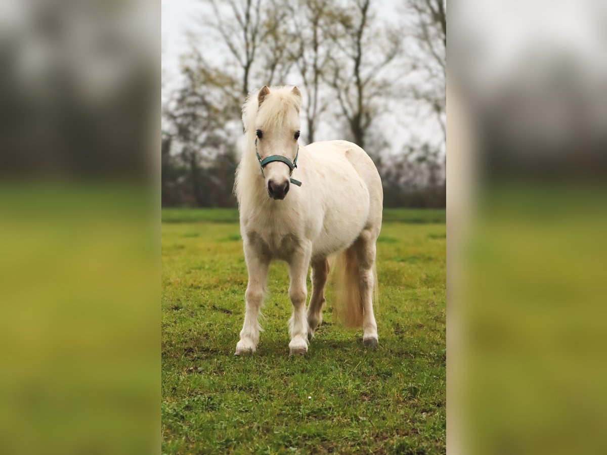 American Miniature Horse Mare 6 years 9,1 hh Palomino in Leeuwarden