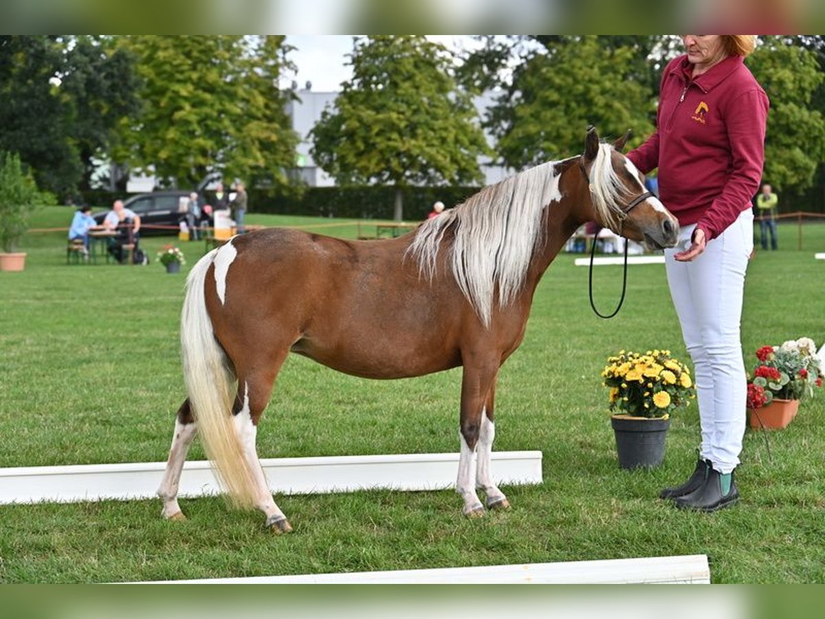 American Miniature Horse Mare 7 years 8,2 hh Pinto in Sieversdorf-Hohenofen